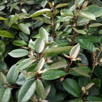 Wintergrüne Ölweide Stämmchen...