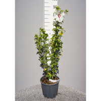 Garteneibisch Red Heart 80-100cm