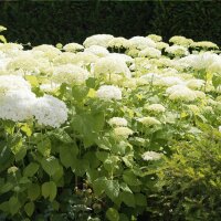 Schneeball-Hortensie Annabelle 80-100cm