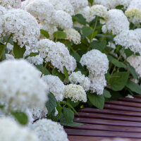 Schneeball-Hortensie Annabelle 80-100cm