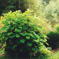 Schneeball-Hortensie Annabelle 80-100cm