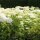 Schneeball-Hortensie Annabelle 80-100cm