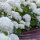 Schneeball-Hortensie Annabelle 80-100cm