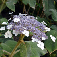 Samt-Hortensie 60-80cm