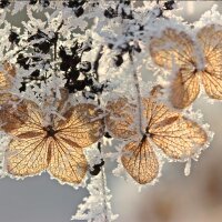 Samt-Hortensie 60-80cm