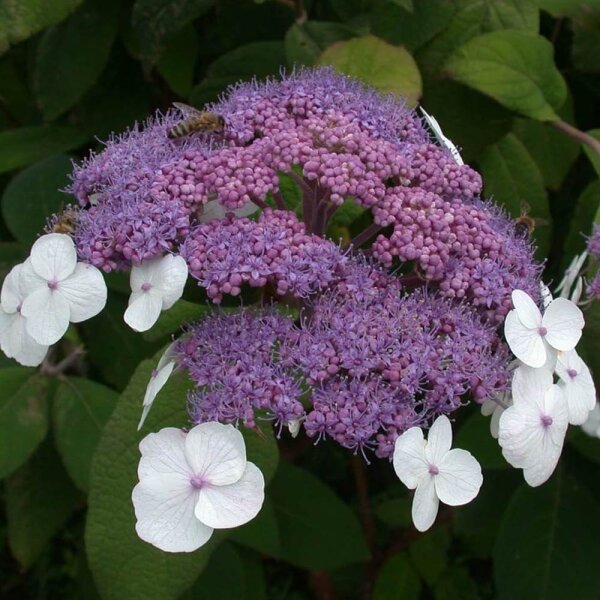 Samt-Hortensie Macrophylla 50-60cm