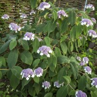 Samt-Hortensie Macrophylla 50-60cm