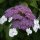 Samt-Hortensie Macrophylla 50-60cm