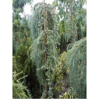 Hängende Blauzeder Glauca Pendula 175-200cm...