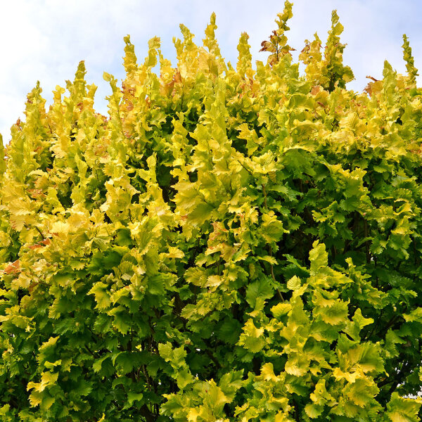 Gold-Ulme Wredei Solitär 200-250cm