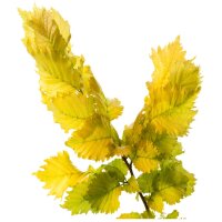 Gold-Ulme Wredei Solitär 200-250cm