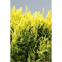 Gold-Ulme Wredei Solitär 200-250cm