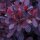 Roter Perückenstrauch Royal Purple 125-150cm