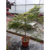 Fächerahorn Emerald Lace Stammhöhe 90cm Breite 100-125cm