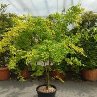 Fächerahorn Japanese Sunrise 150-175cm