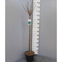 Kugel-Trompetenbaum Nana Stammhöhe 80cm im 5l Topf