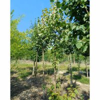 Winter-Linde Hochstamm | 10-12cm Stammumfang am Ballen