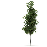 Säulen-TulpenbaumFastigiatum Hochstamm | Stammumfang 8-10cm am Ballen