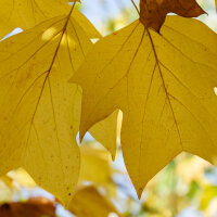 Tulpenbaum Hochstamm | Stammumfang 8-10cm