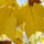 Tulpenbaum 150-200cm
