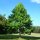Tulpenbaum 150-200cm