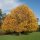 Tulpenbaum 150-200cm