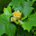Tulpenbaum 150-200cm