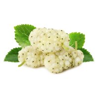 Weißer Maulbeerbaum 40-60cm im Co