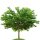 Weißer Maulbeerbaum 40-60cm im Co