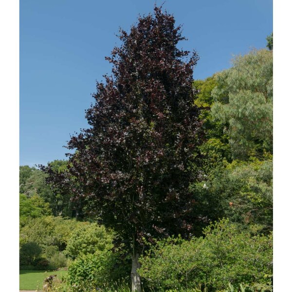 Rote Säulen-Buche Dawyck Purple Hochstamm | Stammumfang 8-10cm