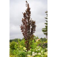 Rote Säulen-Buche Dawyck Purple Solitär 300-350cm