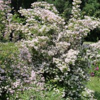 Perlmuttstrauch | Kolkwitzie 80-100cm C15