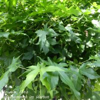 Kugel-Amberbaum Gumball Stammhöhe 120cm im Co