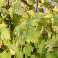 Gelber Blasenstrauch Darts Gold C3