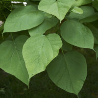 Trompetenbaum Hochstamm 10-12cm Stammumfang am Ballen