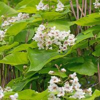 Trompetenbaum Hochstamm 10-12cm Stammumfang am Ballen