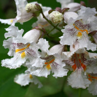 Trompetenbaum mehrstämmig Solitär 200-250cm am Ballen