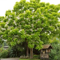 Trompetenbaum mehrstämmig Solitär 200-250cm am Ballen