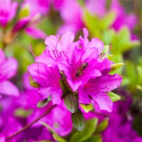 Japanische Azalee Purple Splendor 30-40cm