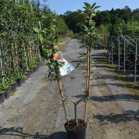 Apfel Golden Delicious U-Form 175cm