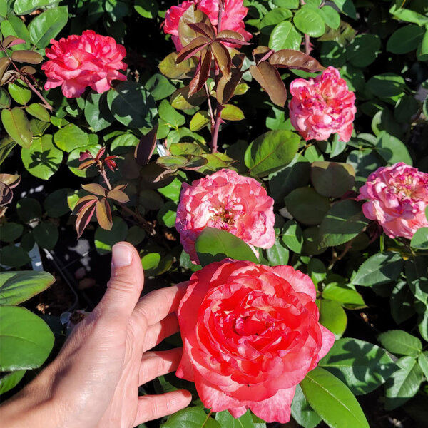 Edelrose Aachener Dom C5