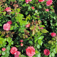 Edelrose Aachener Dom C5