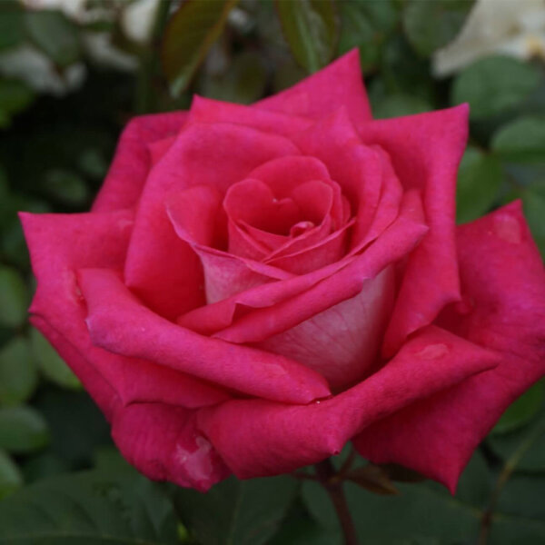 Edelrose Acapella C5