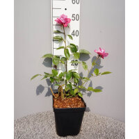 Edelrose Blue River C5