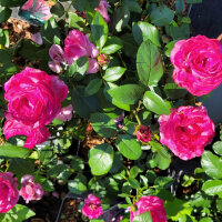 Edelrose Blue River C5