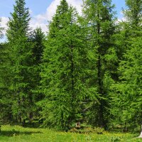 Europäische Lärche 80-100cm im Topf