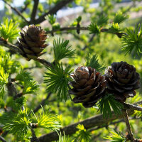 Europäische Lärche 100-125cm am Ballen