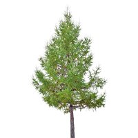 Europäische Lärche 200-250cm Solitär am Ballen