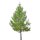 Europäische Lärche 200-250cm Solitär am Ballen