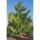 Hängezypresse Pendula 175-200cm Solitär am Ballen